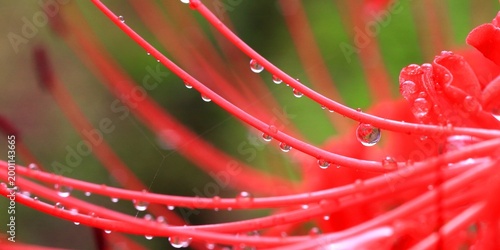 Bild auf Leinwand Bright red spider lilies and the lingering feeling after the rain