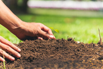 Eco green earth environment concept. Hand with growing tree on earth day with sunlight bokeh in morning. Save world energy protect by plant tree in soil and watering.