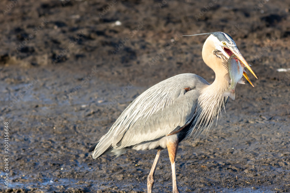 Fototapeta premium Great blue heron, Ardea herodias, catching and eating a fish during golden hour in Spring