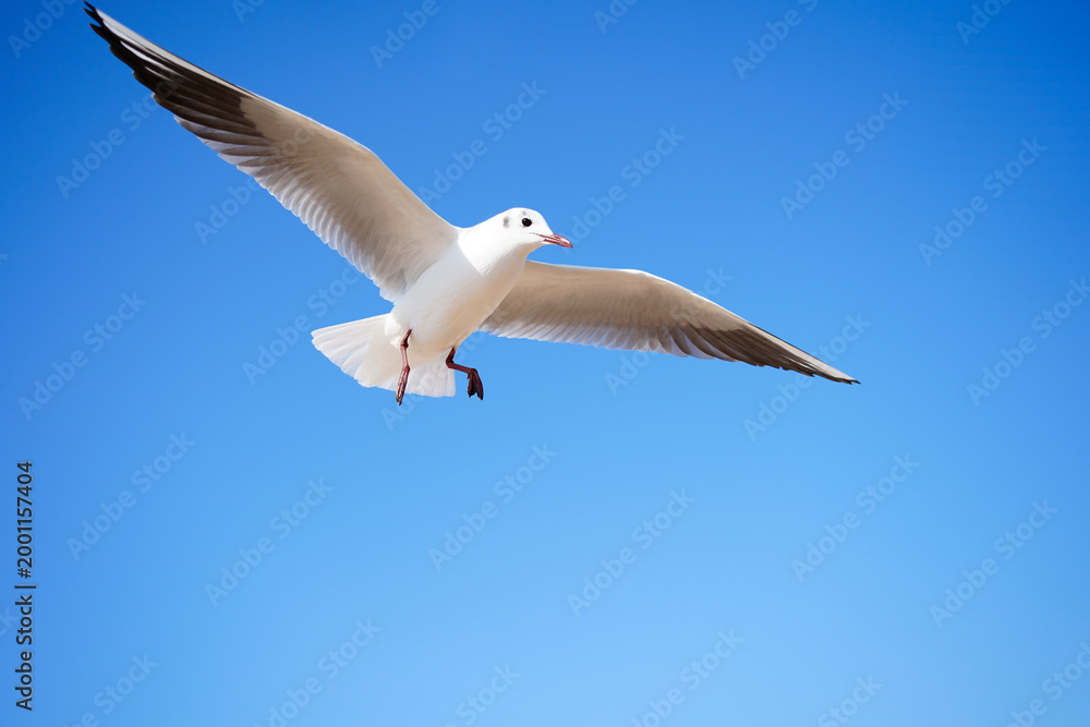Fototapeta premium Seagulls in Flight Against a Clear Blue Sky