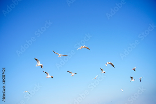 Photos Seagulls in Flight Against a Clear Blue Sky