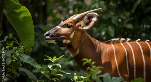 Bongo Striped Alert Freeze Low Foliage Angle Dense African Rainforest Understory Rare Antelope Hidden Ears Raised

