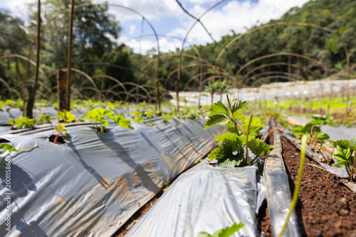 Young strawberry plants growing through plastic mulch in farm field