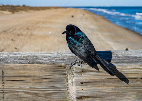 Boat-tailed Grackle Perched on Railing
