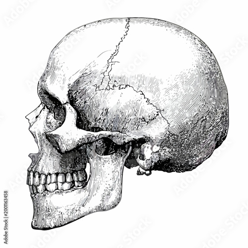Side View Skull Illustration - Anatomical Drawing of Human Skull