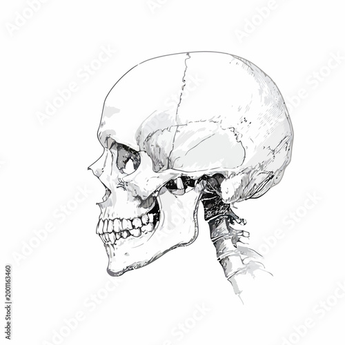 Detailed line art illustration of a human skull, side view anatomical drawing with neck bones