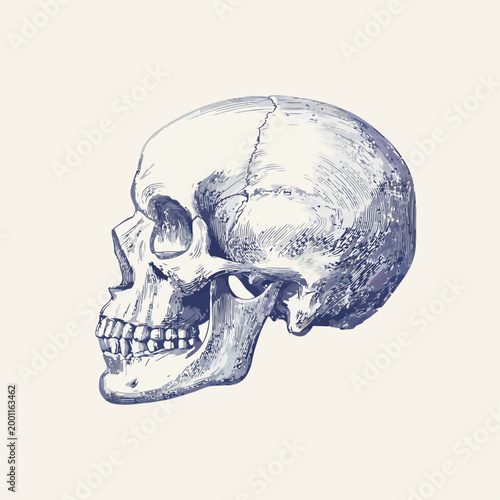 Detailed anatomical human skull illustration in a realistic side profile view