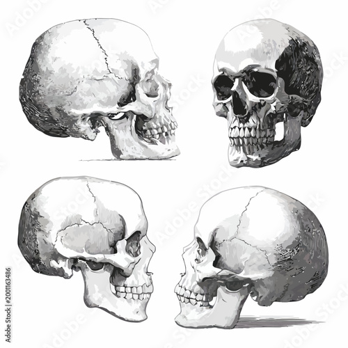 Comprehensive Anatomical Study of Human Skull with Four Distinct Views