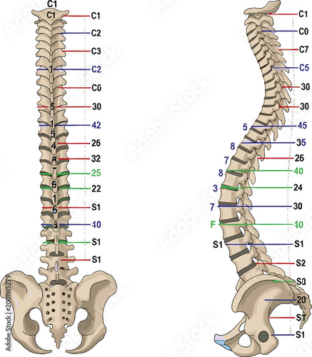 Human Spine Anatomy Diagram with Labeled Vertebrae, Front and Side Views of Vertebral Column Showing Cervical, Thoracic, Lumbar and Sacral Structure Vector Illustration