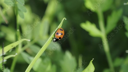 野原の草に止まるテントウ虫