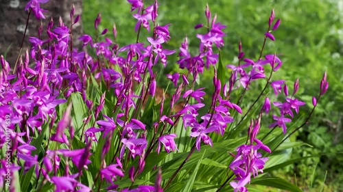 花壇に咲いたシランの花