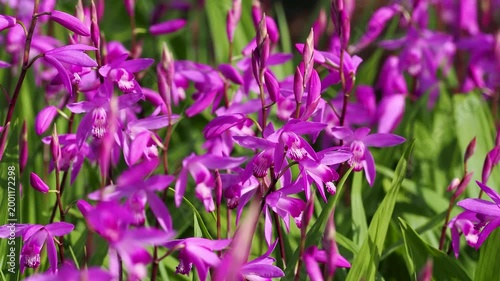 花壇に咲いたシランの花