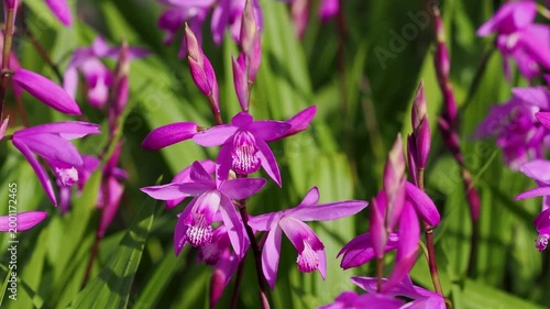 花壇に咲いたシランの花