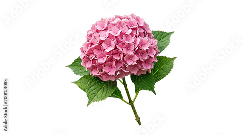 A beautiful closeup of a pink hydrangea cluster  flower and a pink dahlia blossom isolated on white, capturing the floral beauty of nature in a spring bouquet