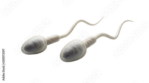 Two microscopic sperm cells with tails swimming towards fertilization, isolated on a clean white background with a bright, sterile mood.