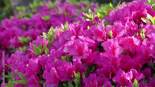 公園に咲く鮮やかなツツジ