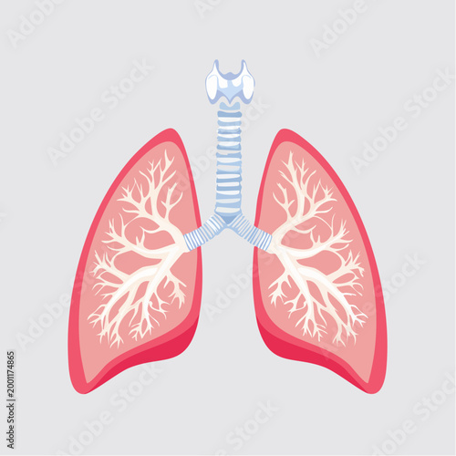 Illustration of Human Lungs and Trachea