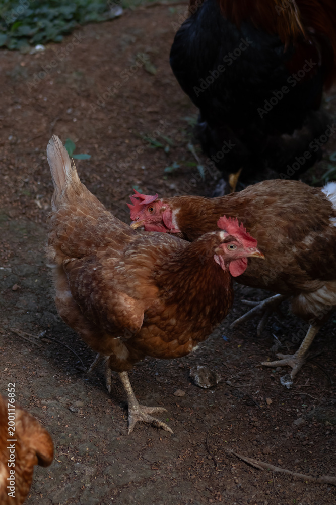 Fototapeta premium Brown Chickens on Dirt Ground in Rural Farm