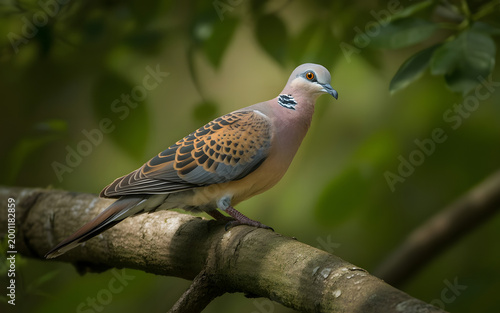 A Rufous Turtle Dove sits quietly on a tree branch, showing its beautifully patterned brown and grey feathers, creating a calm and natural scene.

