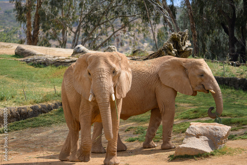 Принти на полотні Elephant Valley at the Safari Park