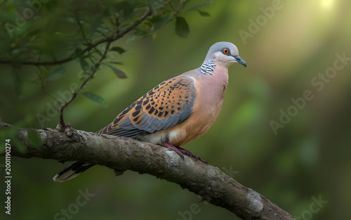 A Rufous Turtle Dove sits quietly on a tree branch, showing its beautifully patterned brown and grey feathers, creating a calm and natural scene. A bird on the branch.