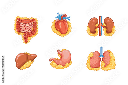 Visceral Fat Around Human Organs Anatomy Illustration Set