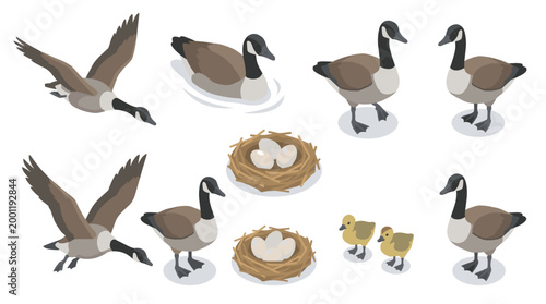 Isometric Canadian Goose Vector Collection Featuring Flying, Swimming, and Nesting Birds with Eggs and Cute Baby Goslings for Wildlife Nature Designs