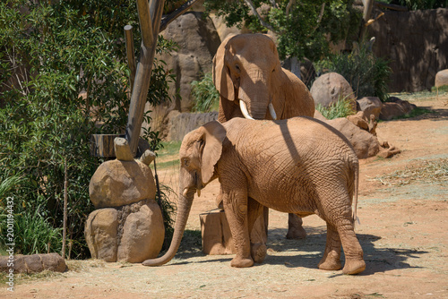 Billede på lærred Elephant Valley at the Safari Park