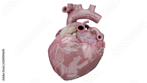 Tableau sur toile 3d rendering heart anatomy