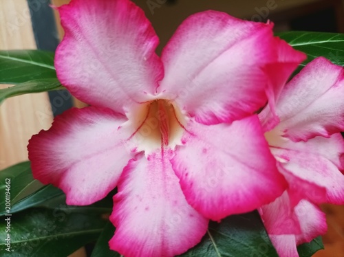 pink lily