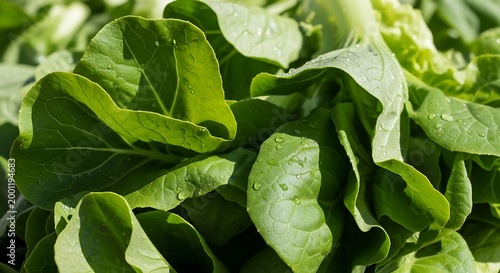 Fresh green lettuce leaves with water droplets on a sunny day in a garden or market setting