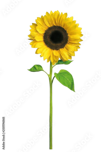 A large sunflower stands alone in a field with green leaves and a dark center.