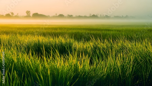 A breathtaking wide shot of vibrant green rice fields during golden hour, showcasing sustainable agriculture, natural beauty, and peaceful rural landscape under warm sunlight.