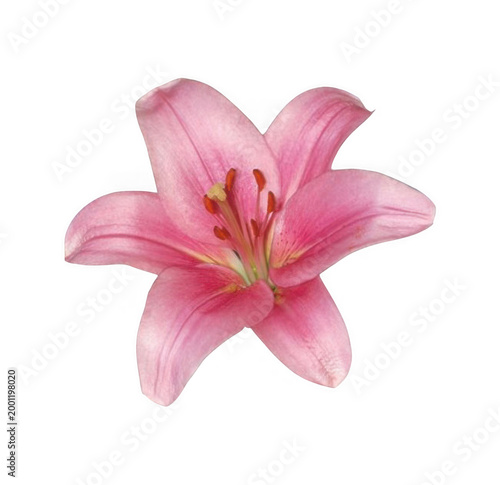 A close-up view of a beautiful pink lily flower in full bloom.