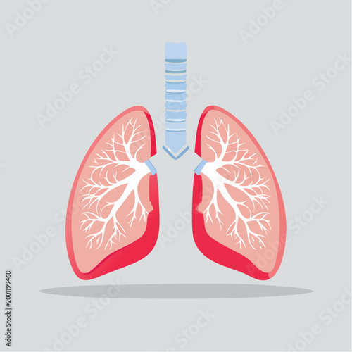 Illustration of Human Lungs and Trachea