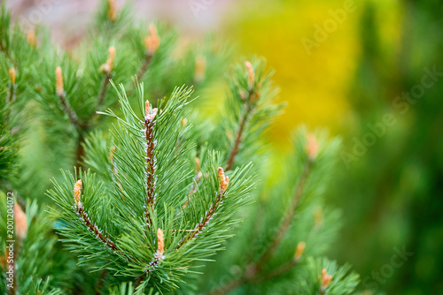 Close-up of lush green pine needles with soft bokeh background