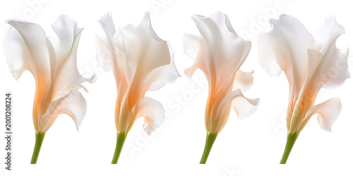 Row of white cyclamen flowers and marbled green leaves isolated on png transparent background