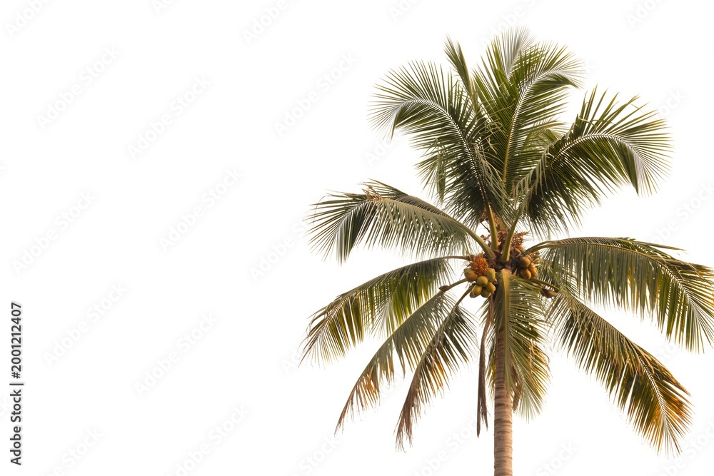 Obraz premium Tropical Coconut Palm Tree Isolated on White Background with Copy Space