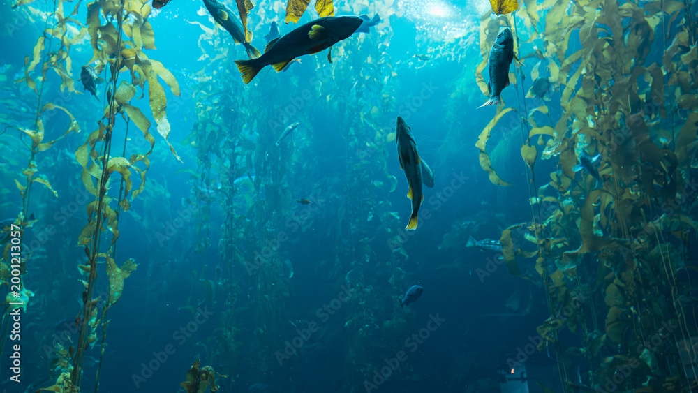 Fototapeta premium school of fish in an aquarium in the reef