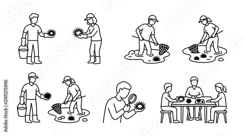 Hand drawn outline vector set of people catching sea urchin with nets in water, studying marine life with a magnifying glass, and enjoying a fresh seafood meal at a table.