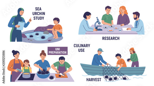 Flat vector illustration set showing sea urchin industry and science including marine biology study, laboratory research, culinary uni preparation, and harvesting from a fishing boat.
