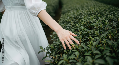 Close-up of a woman in a white dress gently touching green tea leaves while walking through a lush plantation