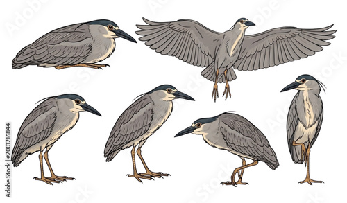 Illustrative study of a black crowned night heron in various poses