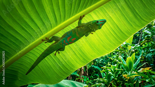 A Vibrant Gecko Perched on a Lush Green Leaf in Tropical Forest