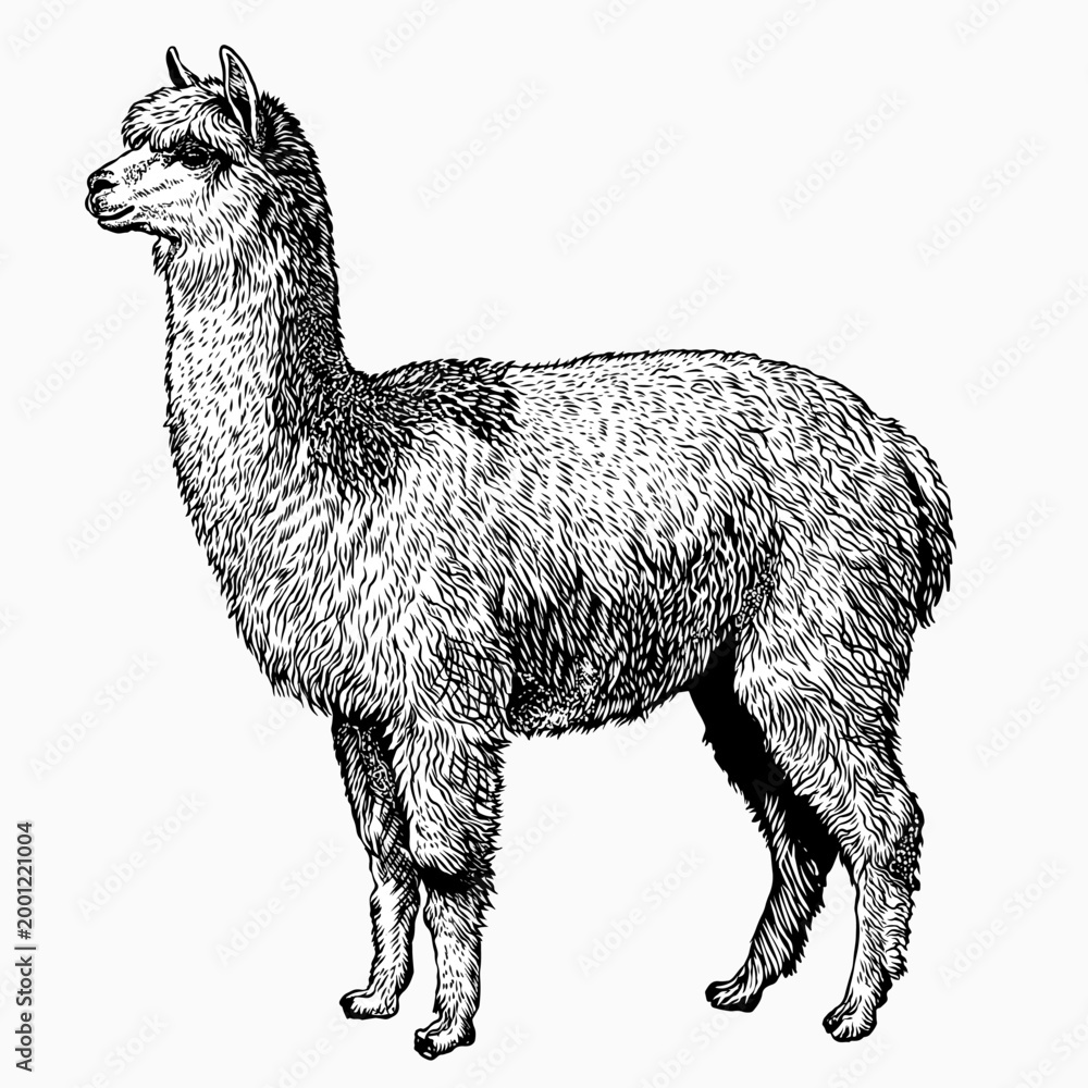 Fototapeta premium alpaca vector hand drawn illustration