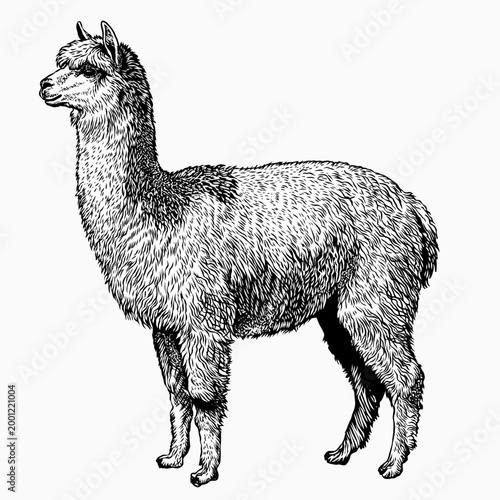 alpaca vector hand drawn illustration