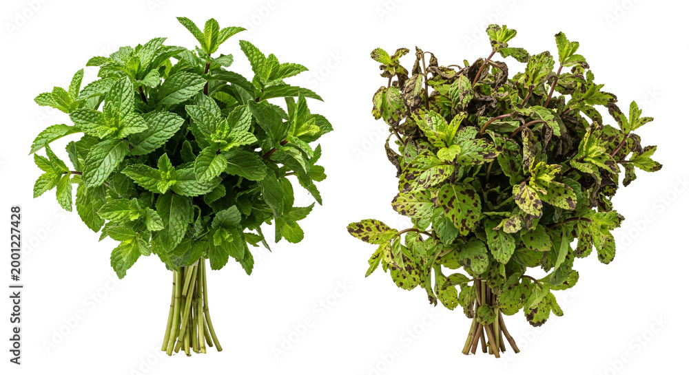 Naklejka premium Fresh green herb bundles featuring basil and oregano main subject.