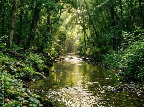 Sunlight streaming through dense forest illuminating a tranquil forest stream