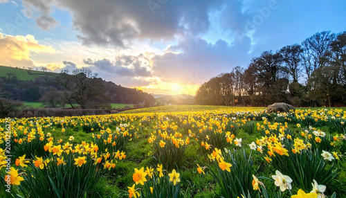 St. David's Day Celebration in a Tranquil Field of Daffodils
