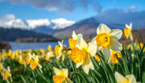 Vibrant Daffodil Display for St. David's Day Celebration